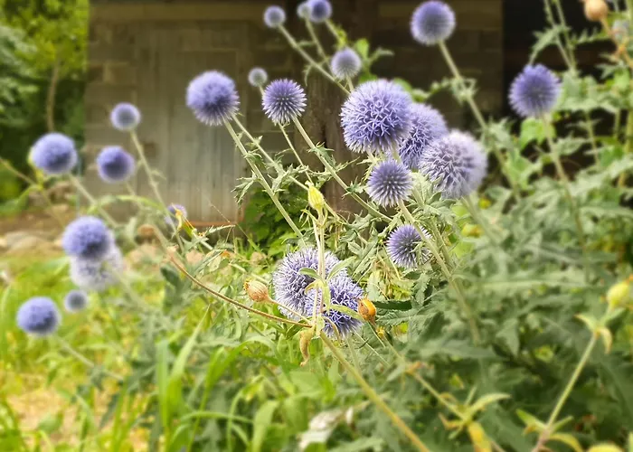 Avec Terrasse Et Wifi Au Puy-en-velay - Fr-1-582-331